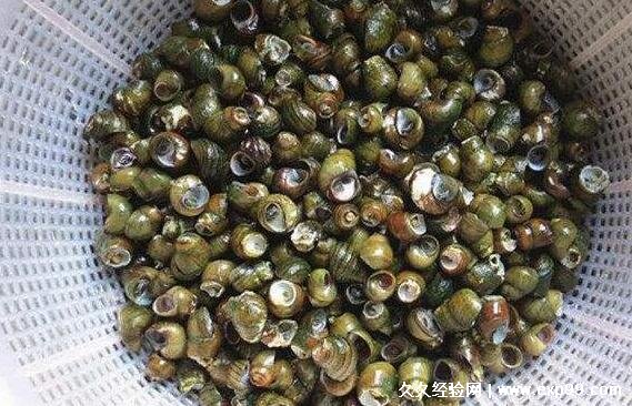 田螺怎么洗最快最干净除了加食盐还加麻油5个步骤教你清洗