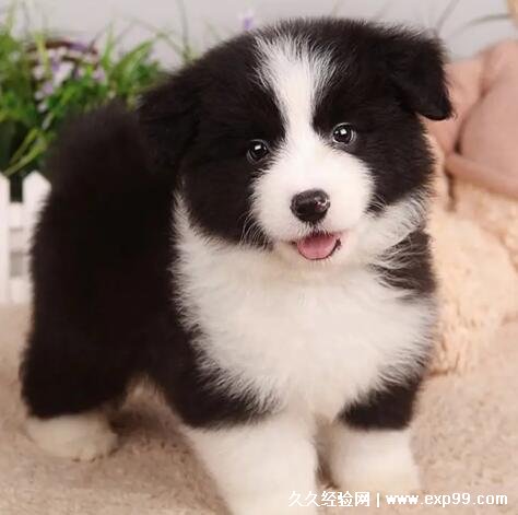 边牧犬多少钱一只幼崽纯种的1500元左右杂交的800元左右