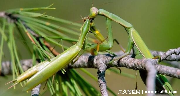 螳螂吃什么食物通常是吃昆虫雌性螳螂会吃掉雄性螳螂
