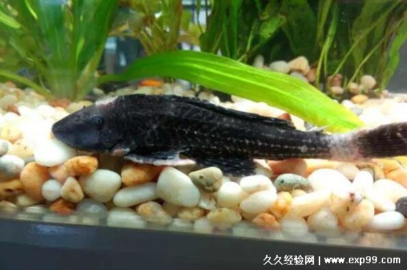 清道夫鱼为什么不能吃肉少骨头多难吃没必要吃它吃垃圾很脏