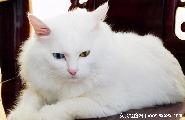 中华田园猫的品种花色介绍 4种最常见的中华田园猫图片介绍 久久经验网 中华田园猫的品种花色介绍 4种最常见的中华田园猫图片介绍 久久经验网