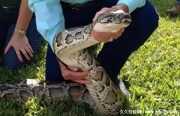 饲养独角仙犯法吗？独角仙是几级保护动物抓了犯法吗-第2张图片-阔酒网