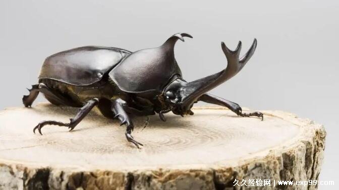 饲养独角仙犯法吗？独角仙是几级保护动物抓了犯法吗-第1张图片-阔酒网