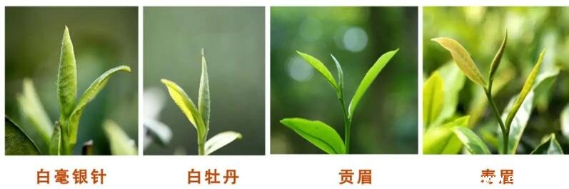 白茶的种类主分为四类图片白毫银针茶中极品白牡丹贡眉寿眉