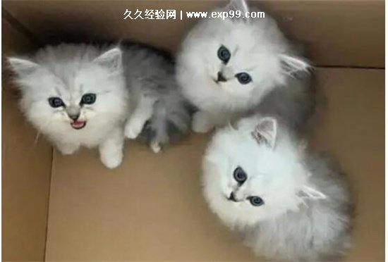 84+ 图片 金吉 拉 新的 76 金吉拉猫多少钱一只幼崽,2500-8000元左右(颜值高爱干净) — 久久经验网
