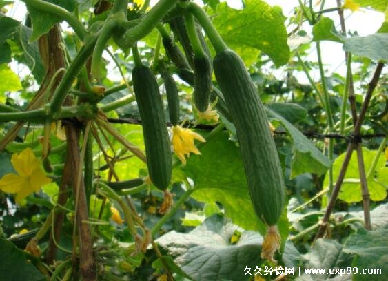 刮油最狠的四种减肥蔬菜，芹菜/黄瓜/西红柿/青菜(越吃越瘦)