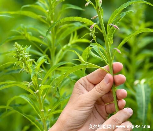 蜱虫最怕3个克星是什么，蜱虫最怕这3种东西(草药能有效驱蜱虫)